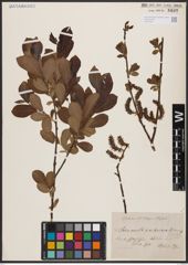 Salix aurita L. x Salix silesiaca Willd.